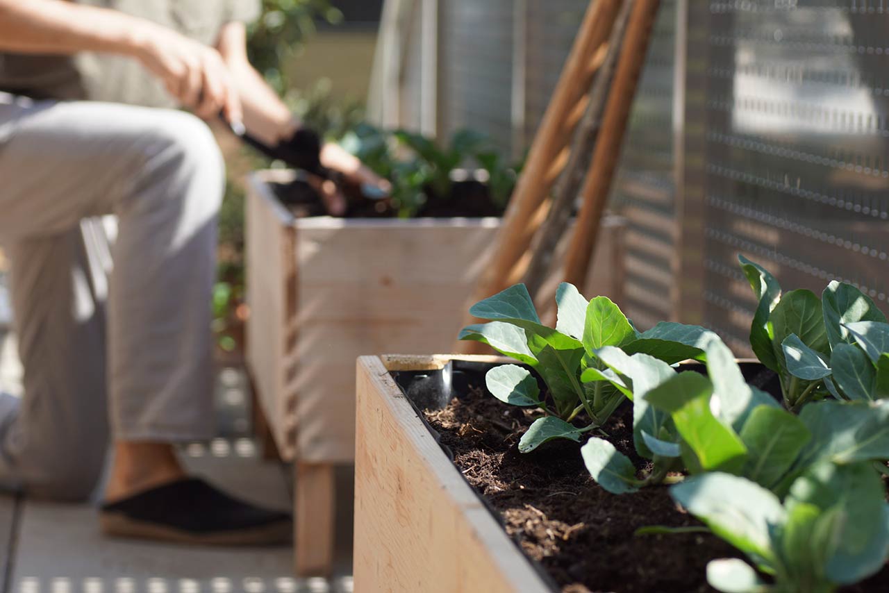 vegetables growing in a wooden self built raised bed on a balcony garden